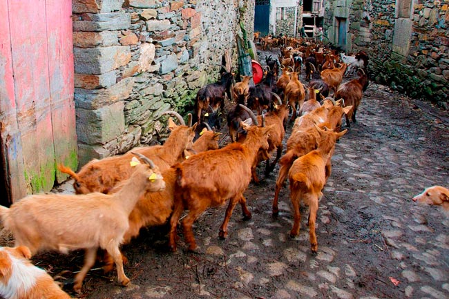 aldeia de xisto com 50 habitantes e mais de 2500 cabras