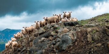 ovelhas são tratadas como princesas