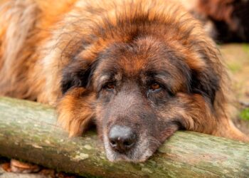 Cão Serra da Estrela