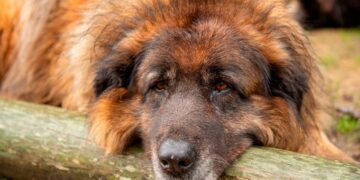 Cão Serra da Estrela