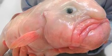 animal mais feio do mundo