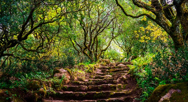 Mata do Bussaco, um destino misterioso no Centro de Portugal Mata do Bussaco