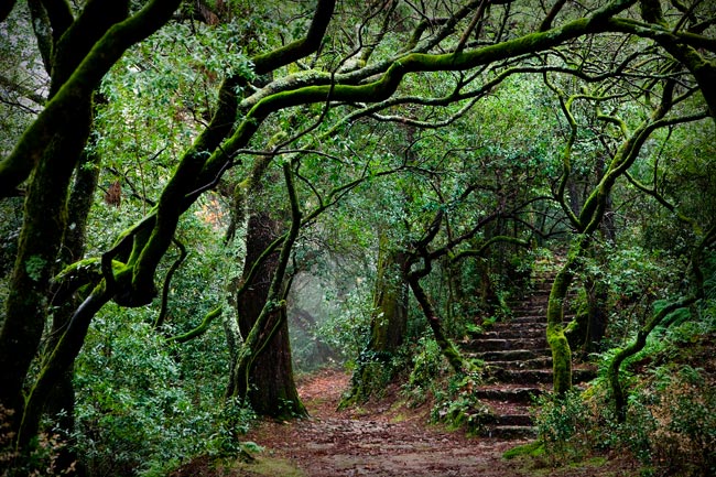 Mata do Bussaco, um destino misterioso no Centro de Portugal Mata do Bussaco