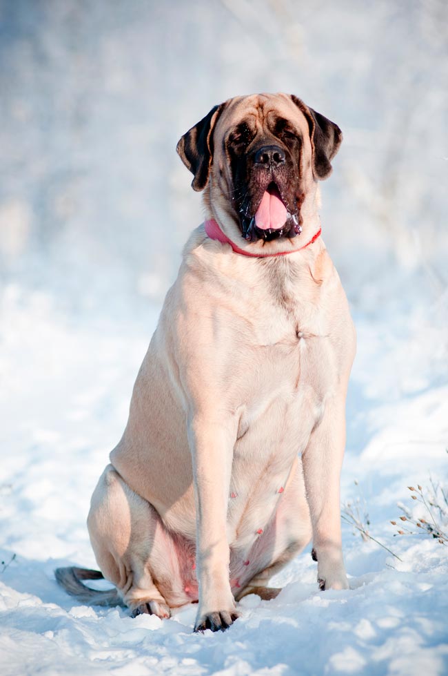 Cães gigantes: as 10 maiores raças do mundo Cães gigantes
