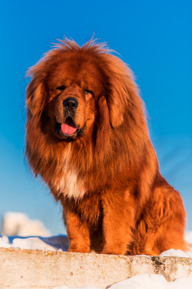 Cães gigantes: as 10 maiores raças do mundo Cães gigantes