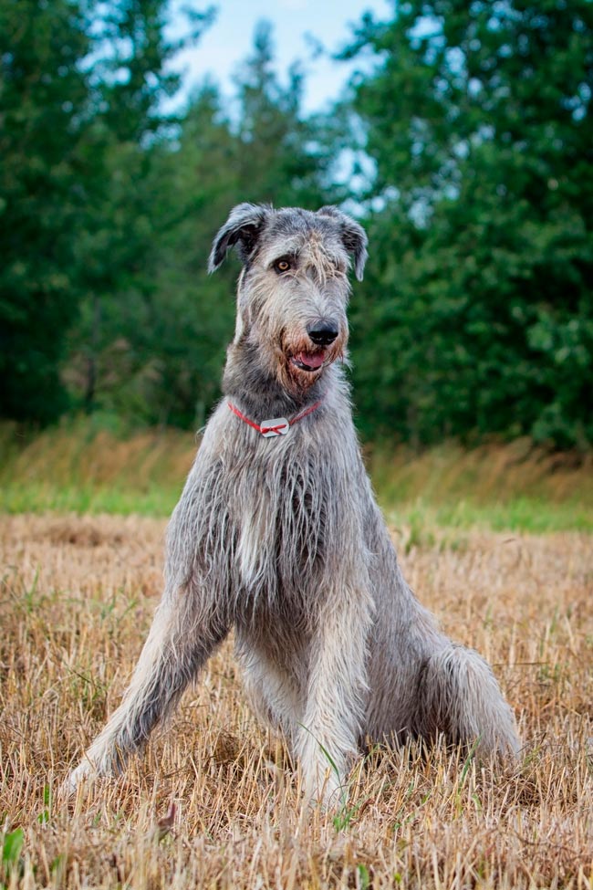 Cães gigantes: as 10 maiores raças do mundo Cães gigantes
