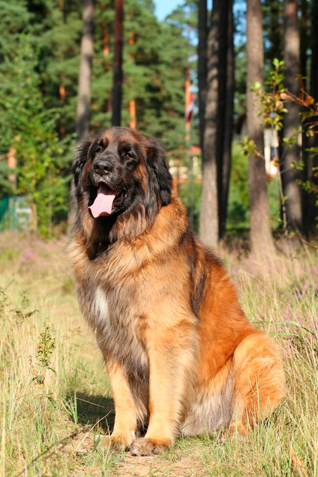 Cães gigantes: as 10 maiores raças do mundo Cães gigantes