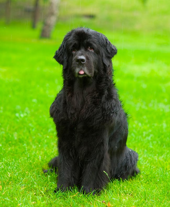 Cães gigantes: as 10 maiores raças do mundo Cães gigantes