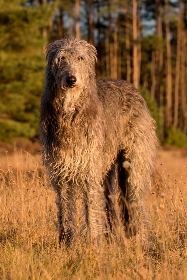 Cães gigantes: as 10 maiores raças do mundo Cães gigantes