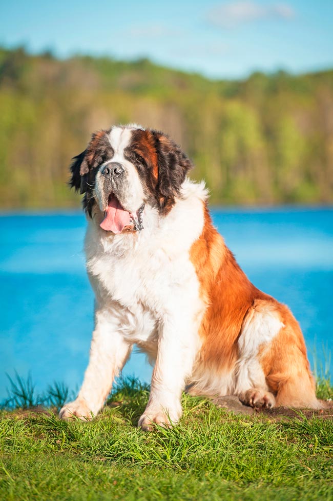 Cães gigantes: as 10 maiores raças do mundo Cães gigantes