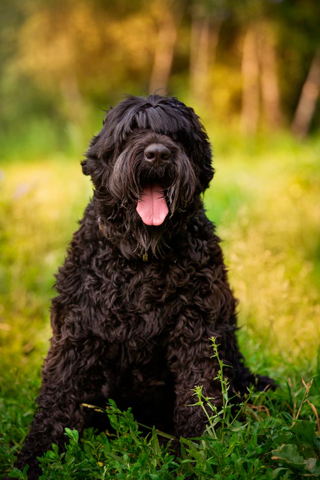Cães gigantes: as 10 maiores raças do mundo Cães gigantes