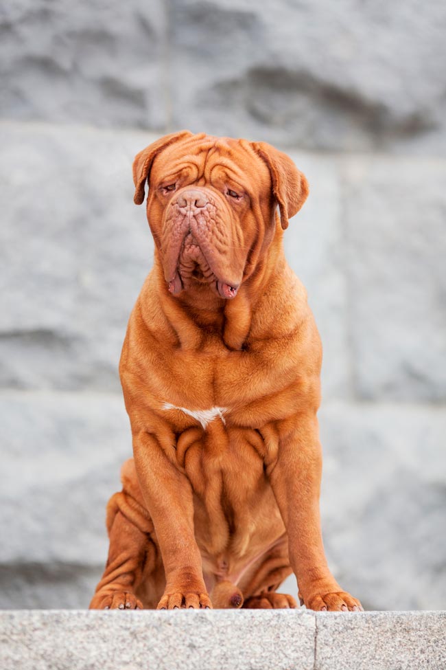 Cães gigantes: as 10 maiores raças do mundo Cães gigantes