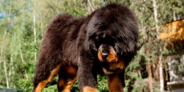 Cães gigantes