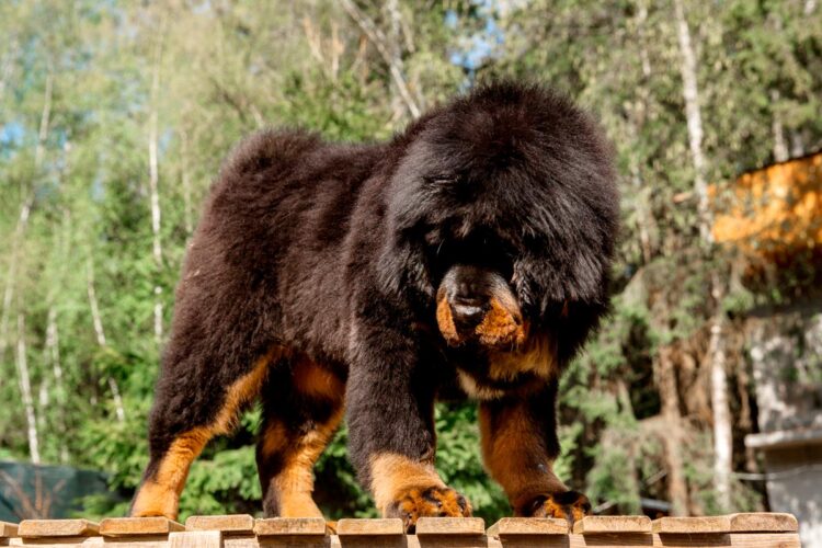 Cães gigantes