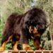 Cães gigantes