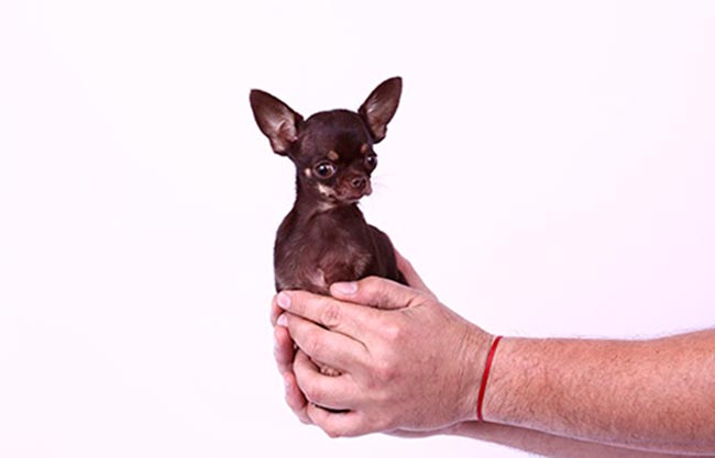 Cães gigantes: as 10 maiores raças do mundo Cães gigantes