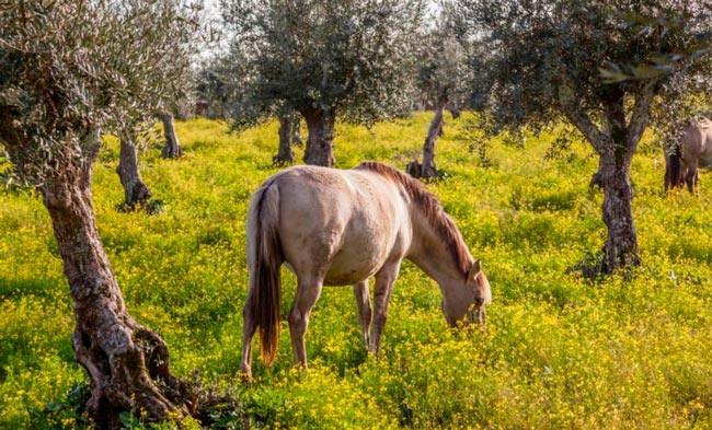 A pérola que se esconde no coração do Alentejo no coração do Alentejo