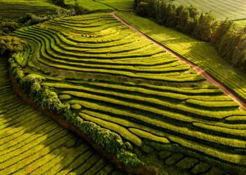plantações de chá nos Açores