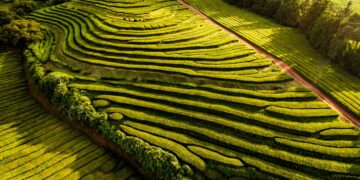 plantações de chá nos Açores