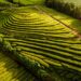 plantações de chá nos Açores