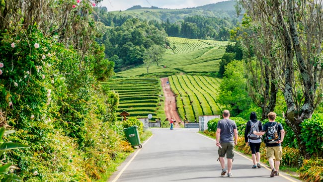O mundo mágico das plantações de chá nos Açores plantações de chá nos Açores