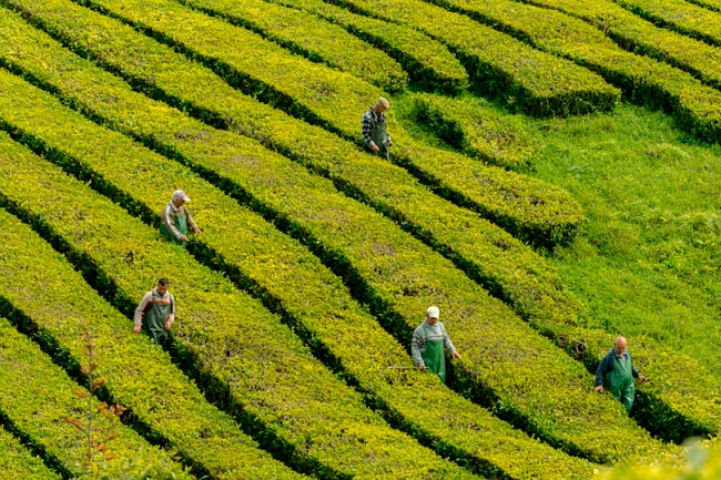 O mundo mágico das plantações de chá nos Açores plantações de chá nos Açores