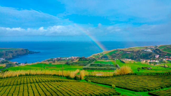 O mundo mágico das plantações de chá nos Açores plantações de chá nos Açores