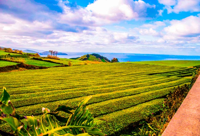 O mundo mágico das plantações de chá nos Açores plantações de chá nos Açores