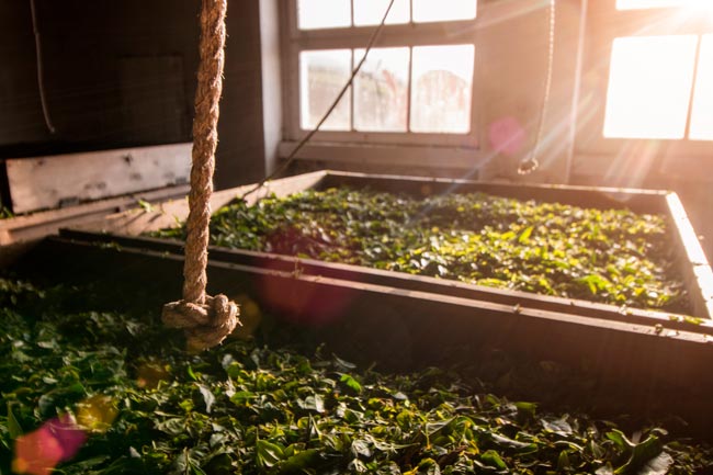 O mundo mágico das plantações de chá nos Açores plantações de chá nos Açores