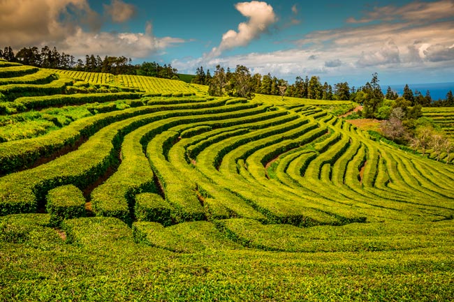 O mundo mágico das plantações de chá nos Açores plantações de chá nos Açores