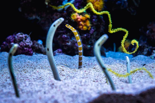 Oceanário de Lisboa: um dos melhores oceanários do mundo é orgulho de Portugal melhores oceanários do mundo