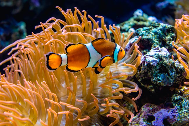 Oceanário de Lisboa: um dos melhores oceanários do mundo é orgulho de Portugal melhores oceanários do mundo