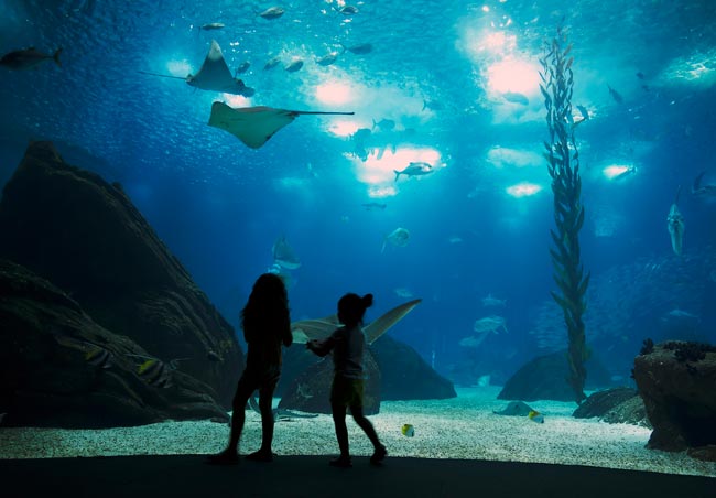 Oceanário de Lisboa: um dos melhores oceanários do mundo é orgulho de Portugal melhores oceanários do mundo
