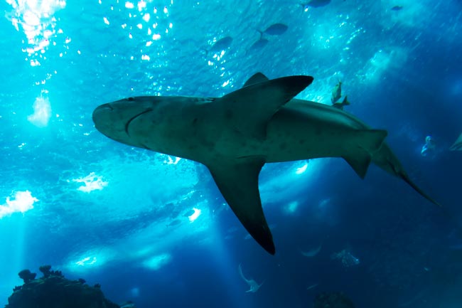 Oceanário de Lisboa: um dos melhores oceanários do mundo é orgulho de Portugal melhores oceanários do mundo
