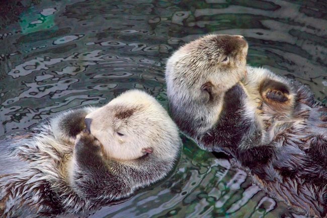 Oceanário de Lisboa: um dos melhores oceanários do mundo é orgulho de Portugal melhores oceanários do mundo