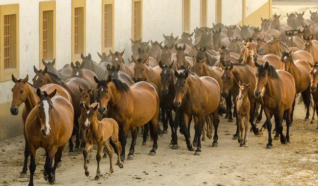 A pérola que se esconde no coração do Alentejo no coração do Alentejo