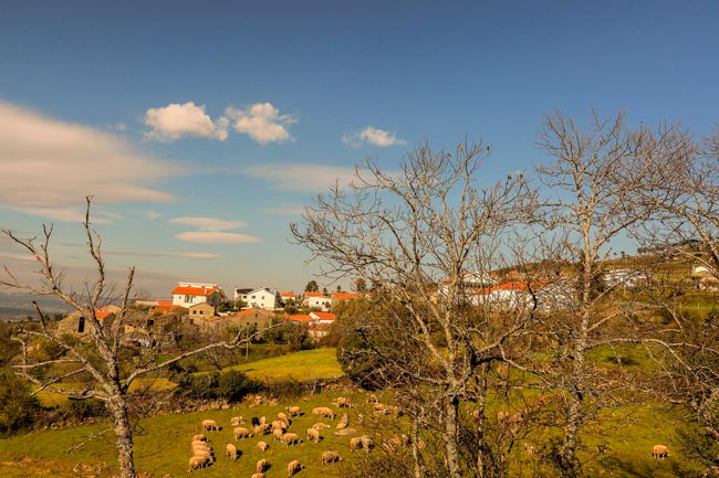 Vide Entre Vinhas: A aldeia onde não se brinca com a sorte no Centro de Portugal aldeia onde não se brinca com a sorte