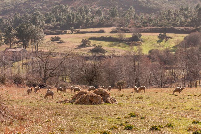 Salgueirais: A aldeia onde se pagava o imposto do vinho no Centro de Portugal pagava o imposto do vinho