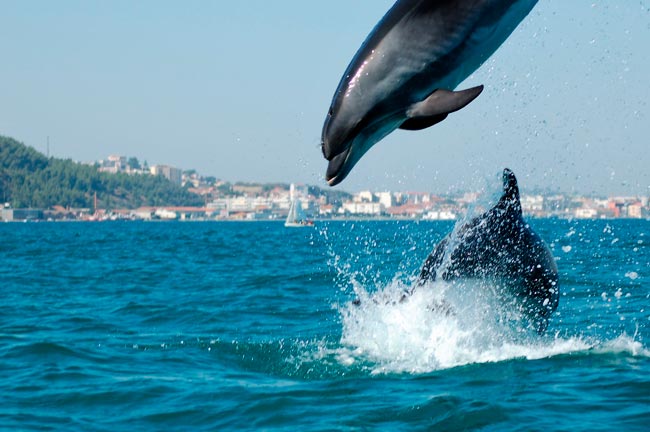 Setúbal: A encantadora cidade com um rio azul a 30min de Lisboa cidade com um rio azul