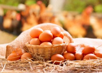 ovo está bom ou estragado