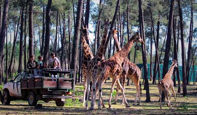 10 parques aventura em Portugal para toda a família Descubra as diversas experiências que pode viver em parques aventura em Portugal, com diversão garantida para toda a família.
