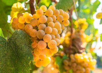 Independentemente do que escolher comer, não se esqueça: o Vinho Verde é perfeito para acompanhar qualquer prato!