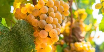 Independentemente do que escolher comer, não se esqueça: o Vinho Verde é perfeito para acompanhar qualquer prato!