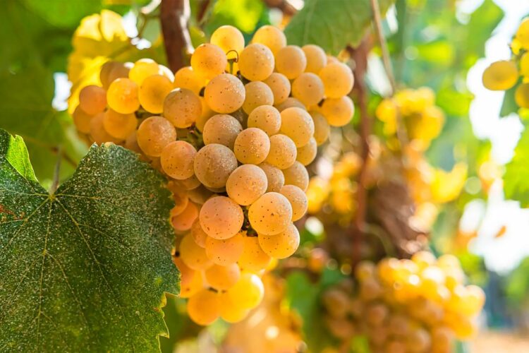 Independentemente do que escolher comer, não se esqueça: o Vinho Verde é perfeito para acompanhar qualquer prato!