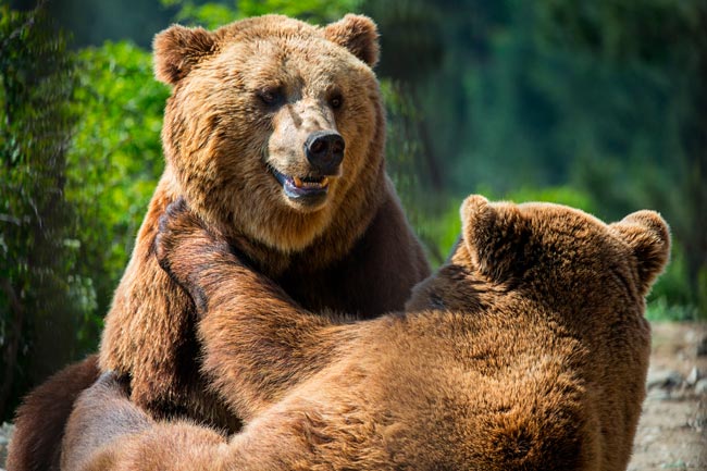 10 parques aventura em Portugal para toda a família Descubra as diversas experiências que pode viver em parques aventura em Portugal, com diversão garantida para toda a família.