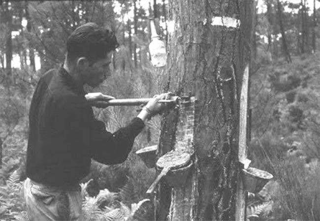 10 profissões antigas em vias de extinção ou que deixaram de existir em Portugal Profissões antigas que outrora empregaram milhares de portugueses, mas que perderam utilidade ou foram ultrapassadas pela evolução da sociedade.