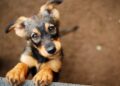 Existem muitas ações que o seu cão não gosta que lhe façam. Confira 10 coisas que os cães odeiam e que podem ser evitadas.