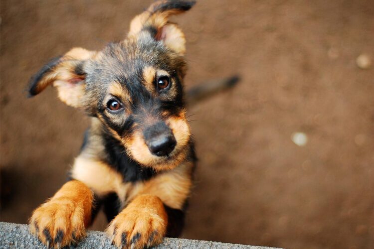 Existem muitas ações que o seu cão não gosta que lhe façam. Confira 10 coisas que os cães odeiam e que podem ser evitadas.
