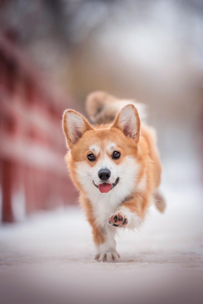 10 coisas que os cães odeiam que lhes façam Existem muitas ações que o seu cão não gosta que lhe façam. Confira 10 coisas que os cães odeiam e que podem ser evitadas.