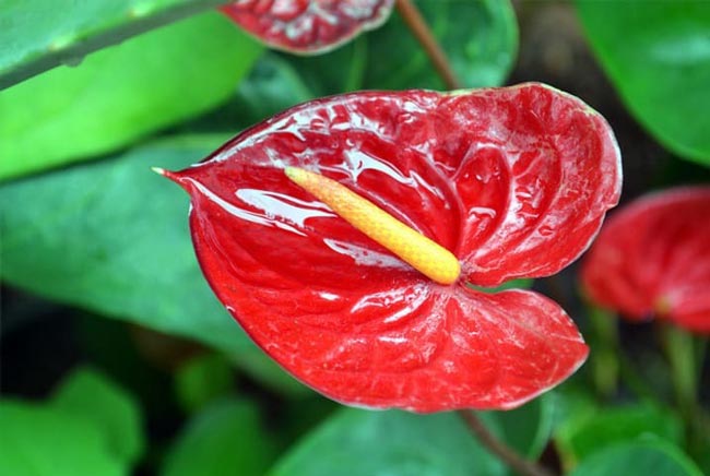 10 plantas para decorar a casa muito fáceis de cuidar Confira 10 plantas para decorar a casa que são fáceis de cuidar! Transforme a sua casa num oásis verde com essas plantas de baixa manutenção!